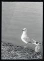 California gull with young