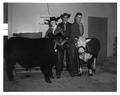 OSC student Nancy Albin and two other members of the Withycombe Club pose with prize beef calves