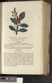 A New Family Herbal or Familiar Account of the Medical Properties of British and Foreign plants also their uses in Dying and the Various Arts arranged according to the Linnaean System [p483]