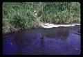 Water pollution from farm manure, Oregon, May 1969