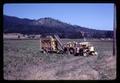 Bush bean harvester near Brownsville, Oregon, circa 1969