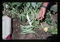 Closeup of 4899-2 bean plants without tag, Oregon, 1977