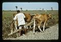 Cows pulling plow, Middle East, 1979