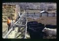 Jackson feedlot, Wheeler County, Oregon, circa 1973