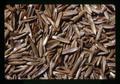 Closeup of grass seeds, Oregon, 1971