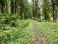 Santiam Wagon Road (Sisters, Oregon)