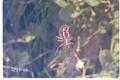 Argiope aurantia (Yellow garden spider)