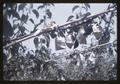 Pears individually wrapped on tree, Japan, 1959