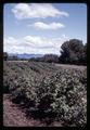 Blackcap raspberries near Junction City, Oregon, June 29, 1969