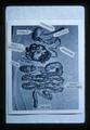 Intestinal tract of hog, 1977