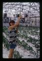 Worker tending tomatoes in greenhouse, Lake County, Oregon, circa 1972