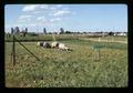 Sheep taste panel at Grassland '71 agriculture conference, Eugene, Oregon, June 1971