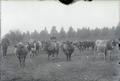 Two young men with herd of dairy cattle