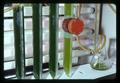 Lab equipment and algae, Oregon State University, Corvallis, Oregon, 1975