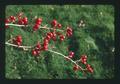 Closeup of berries on tree, Corvallis, Oregon, 1975