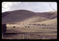 Sheep and cattle in feedlot, Morrow County, Oregon, circa 1971