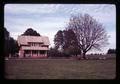 Sheep under tree at Hiatt farm, Washington County, Oregon, circa 1970