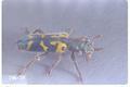 Trichodes ornatus (Ornate checkered beetle)