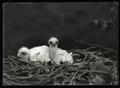 Golden eagle chicks in nest