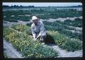 Dr. Henry H. Rampton with trefoil plots, 1964
