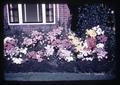 Breithaupt mum flower bed next to brick building, circa 1965