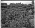 Soldiers picking hops