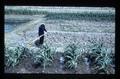 Farmworker in a field with rake, 1979