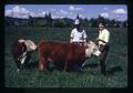 Bull in pasture, Oregon State University, Corvallis, Oregon, circa 1973