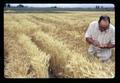 Superintendent Hoffman in wheat nursery, Malheur Experiment Station, Oregon State University, Ontario, Oregon, circa 1971