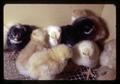 Day-old chicks, Oregon Museum of Science and Industry, Portland, Oregon, circa 1971