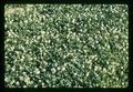 Closeup of white clover field near Dayton, Oregon, May 1971