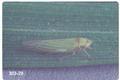 Dikraneura carneola (Leafhopper)