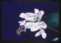 Leaf cutter bee on alfalfa bloom, 1966