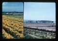 Composite slide of flowers and land for sale, 1979