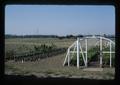 New greenhouse, North Willamette Experiment Station, Oregon State University, Aurora, Oregon, 1975