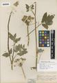 Thaspium aureum (L.) Nutt. var. involucratum Coult. & Rose
