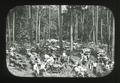 Logging in the Louisiana forests