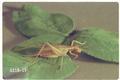 Oecanthus californicus (Western tree cricket)