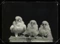 Barn owl chicks