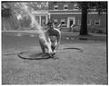 Promotional photo of an OSC co-ed watering grass with a sprinkler