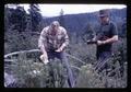 Bob Every and colleague releasing tansy ragwort parasites, 1966