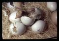 Chick hatching, Oregon Museum of Science and Industry, Portland, Oregon, circa 1972