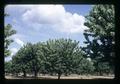 Cherry orchard, Lane County, Oregon, circa 1970
