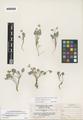Viola charlestonensis Baker & Clausen ex Clokey