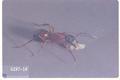 Camponotus vicinus (Carpenter ant)