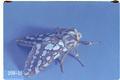 Lophocampa argentata (Silverspotted tiger moth)