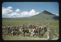 Cattle on food supplement at Squaw Butte Experiment Station, circa 1965