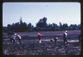 Farm workers hand weeding mint field, circa 1966