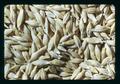 Closeup of barley in Oregon Wheat Commission exhibit, Oregon State Fair, Salem, Oregon, 1974