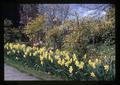 Daffodils along curb at Seibert's, Corvallis, Oregon, circa 1970